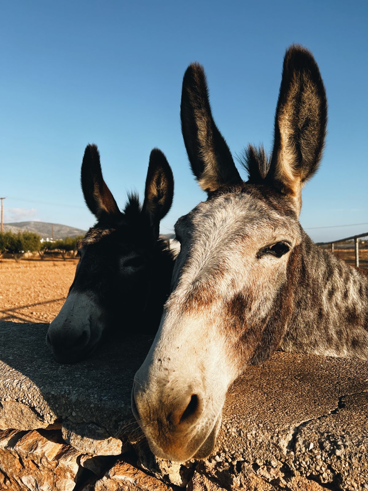 Two donkeys resting against a stone wall